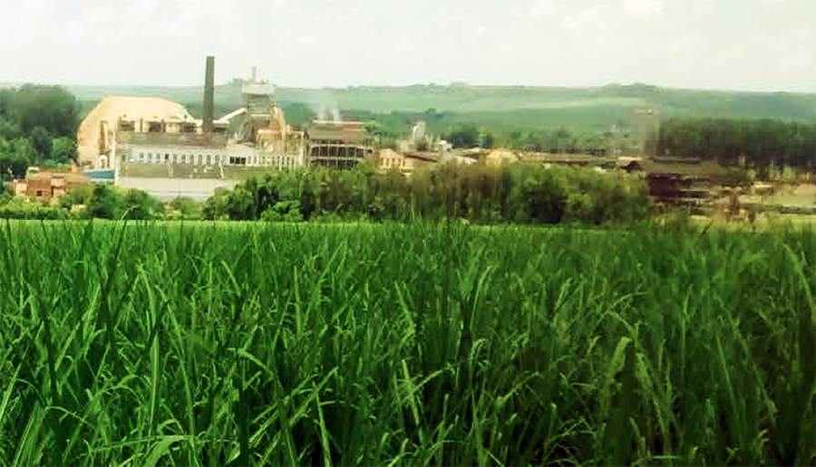 Cana de acucar_Foto Divulgacao Conab