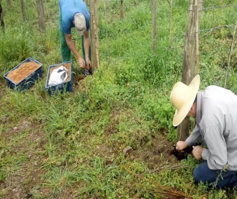 Enxertia verde_Foto Divulgacao Embrapa
