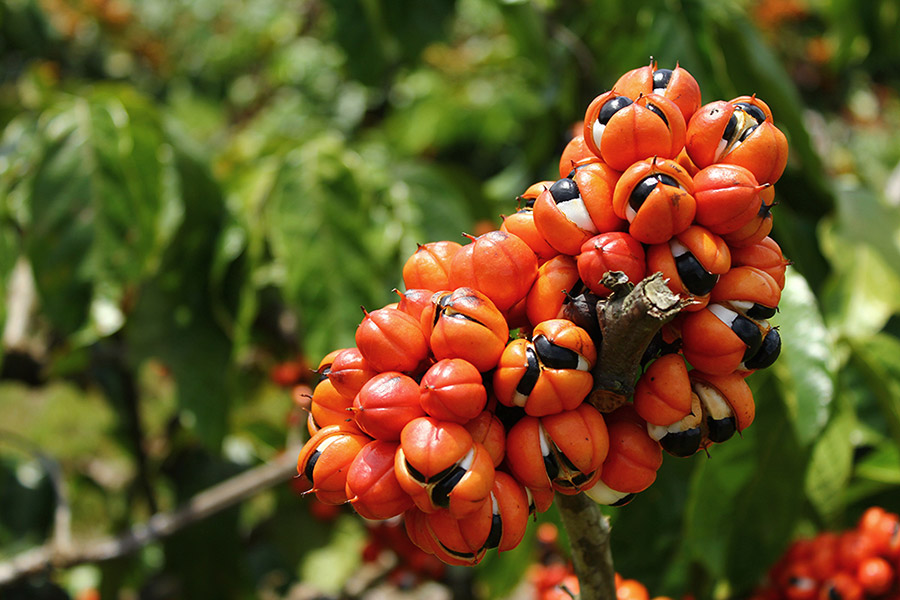 Guaranazeiro_Foto-Felipe-Rosa-Embrapa