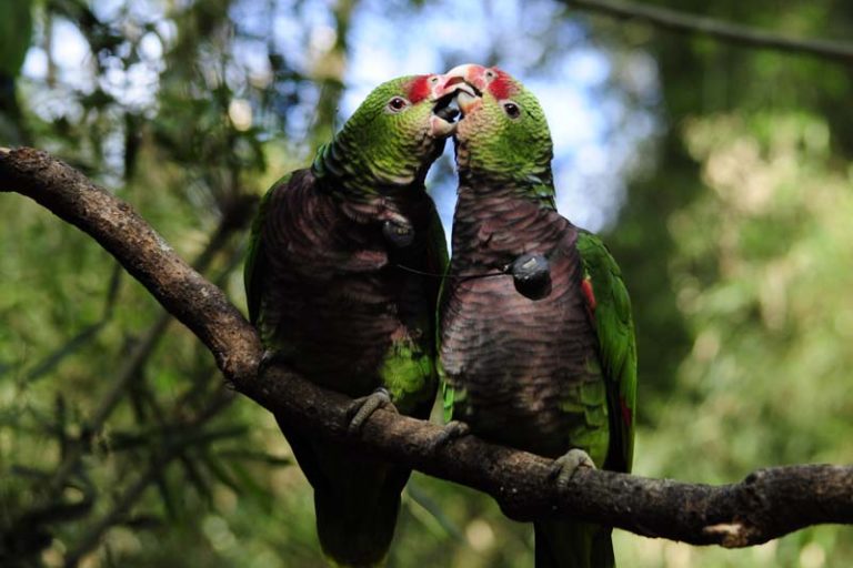 papagaios