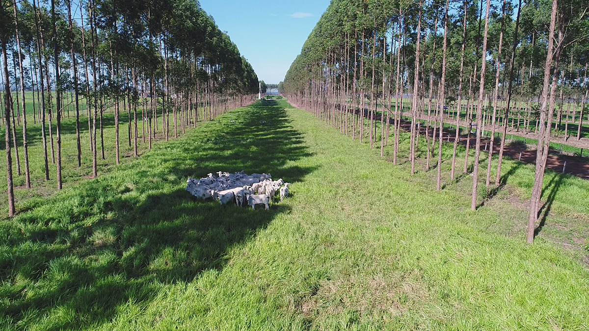 Floresta e rebanho em ILPF