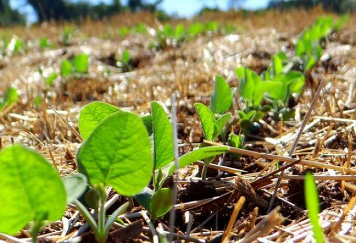 Soja_Foto Divulgacao