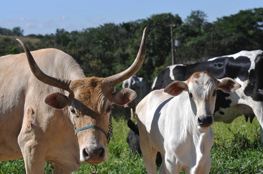 rebanho_Foto Agencia Brasilia_Arquivo