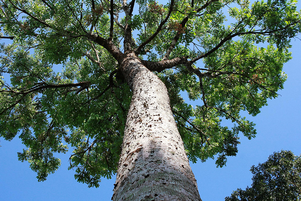 0 – ABRE- web-geraldo-machado-1956