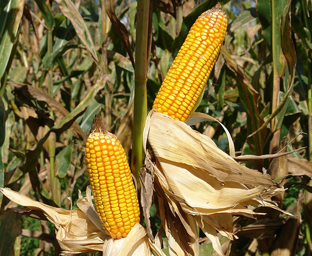 Milho BRS 4103_Foto Marina Torres_Divulgacao Embrapa