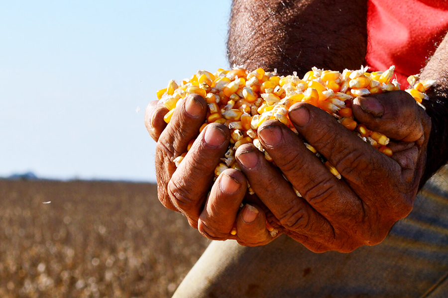 Produtor de milho_foto Divulgacao