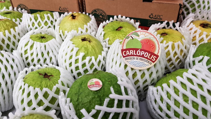 goiaba conquista certificação internacional – Foto: R~egis Santos