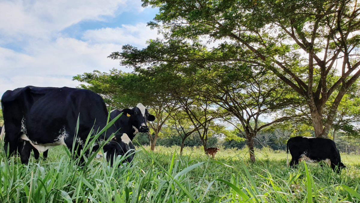 arbopasto_renata_silva (4)