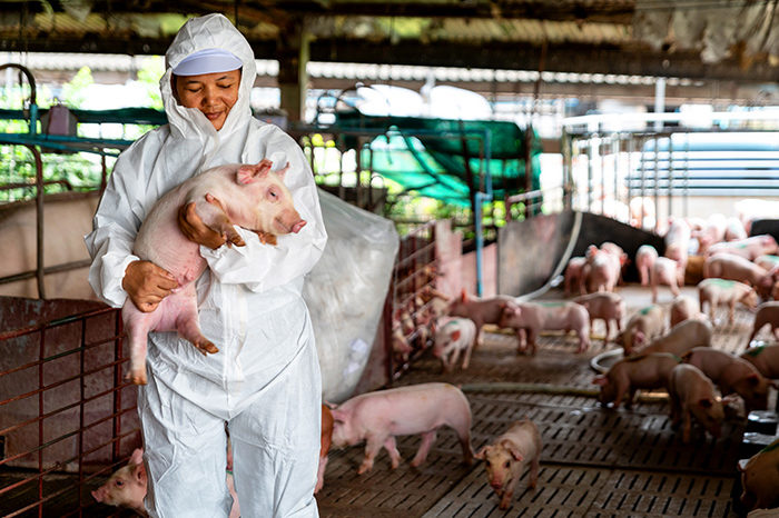 PIG FARM, WORKING IN PIG FARM, Veterinarian Doctor Examining Pigs at a Pig Farm
