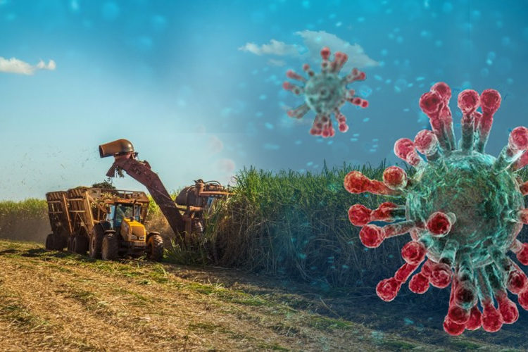 coronavirus-agro-setor-canavieiro
