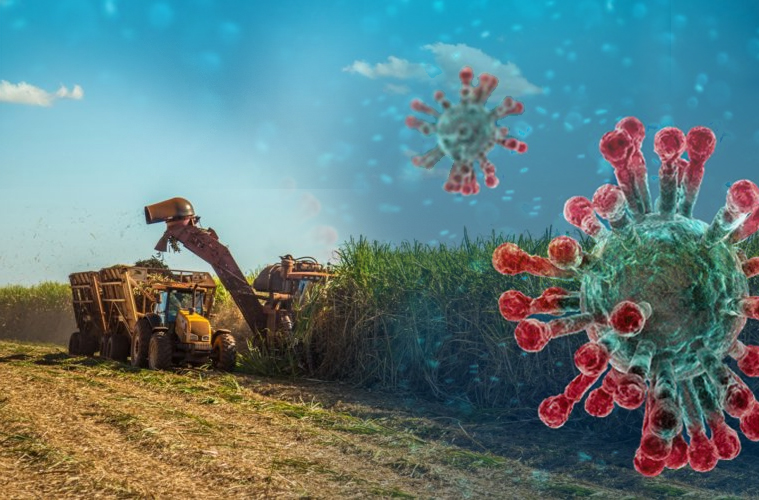 coronavirus-agro-setor-canavieiro