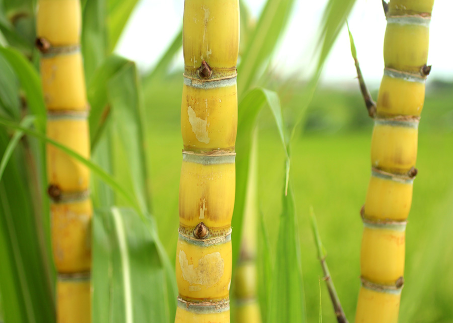 Sugar Cane Tree