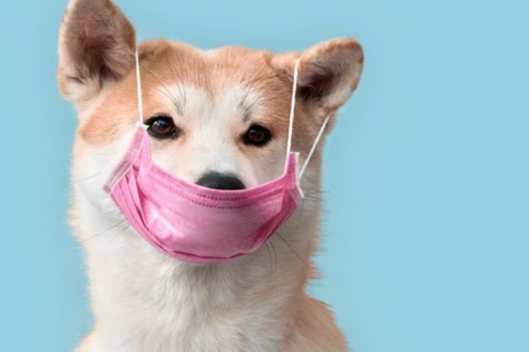 quarentena-coronavirus-petlove-1280×720