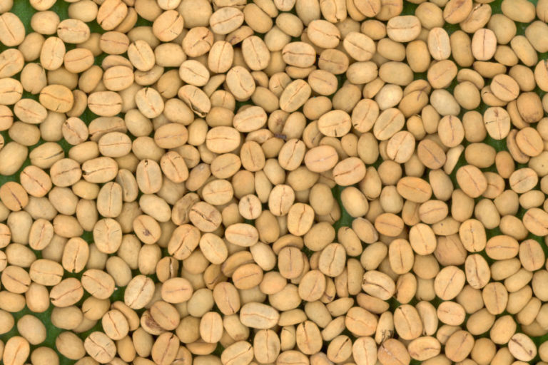 semente cafe (1) (1)