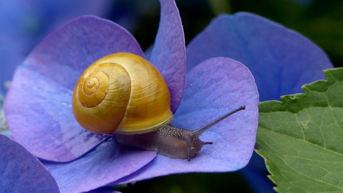 0 -FOTO ABRE – ESCOLHER -Snail-blue-flowers_2560x1440 (1)