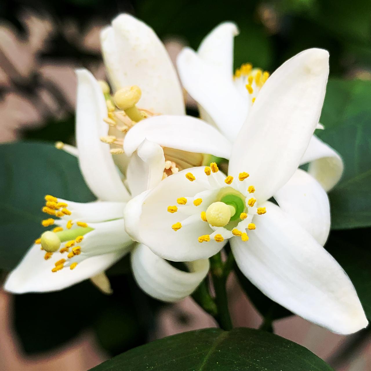 Flor de citros _ Foto-Fundecitrus