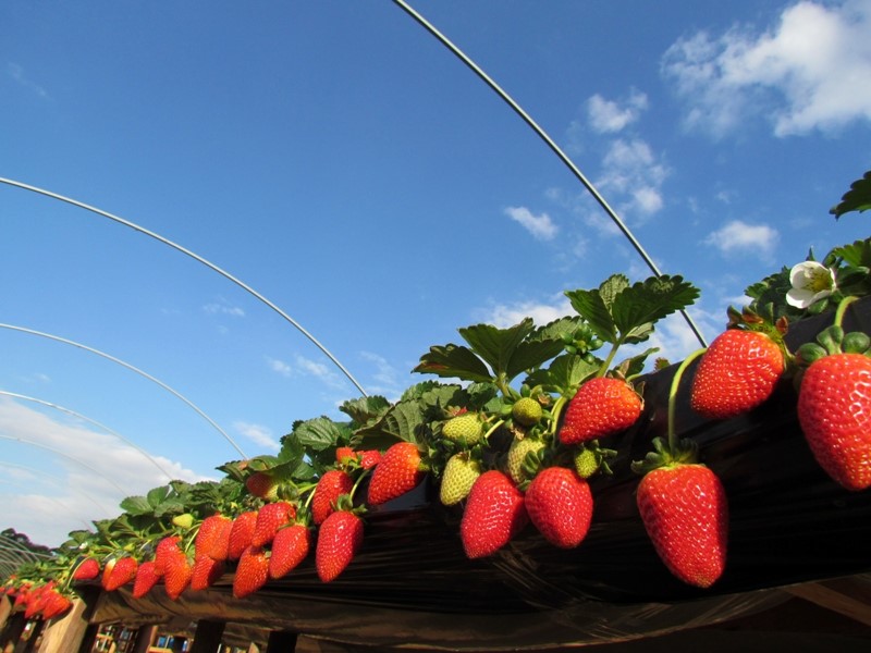 0-Abre-Foto Frutas Almeida