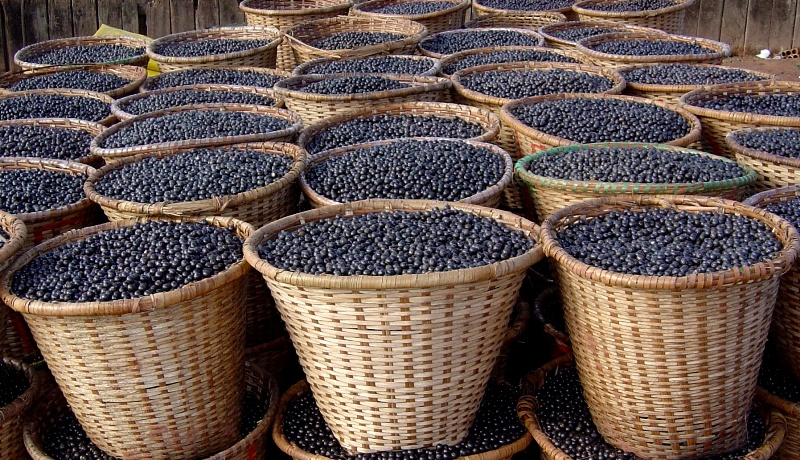 0-Acai-IBRAF-30-06-2010