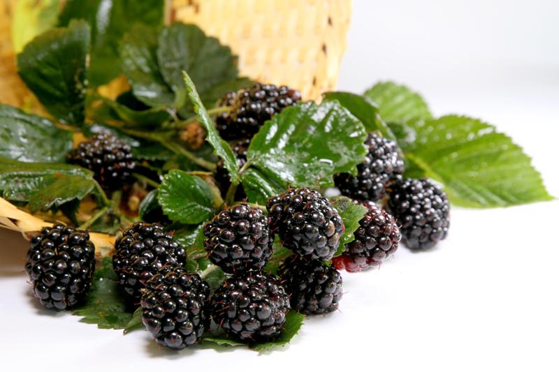 0-Amora Preta Xingu-Paulo Lanzetta-Embrapa Clima Temperado