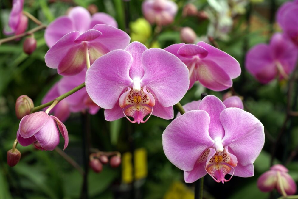 0 – FOTO ABRE – PARA ESCOLHER UMA -Phalaenopsis Pinterest orquideas (2)