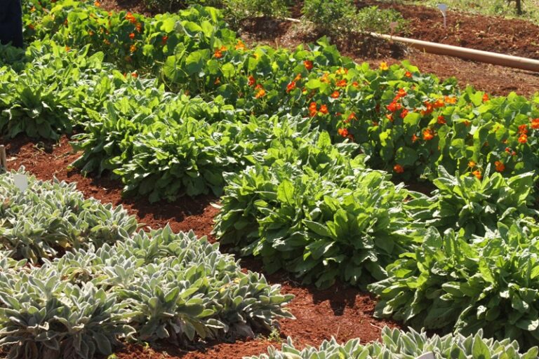 0 FOTO ABRE -peixinho, azedinha e capuchinha (crédito Paula Rodrigues)