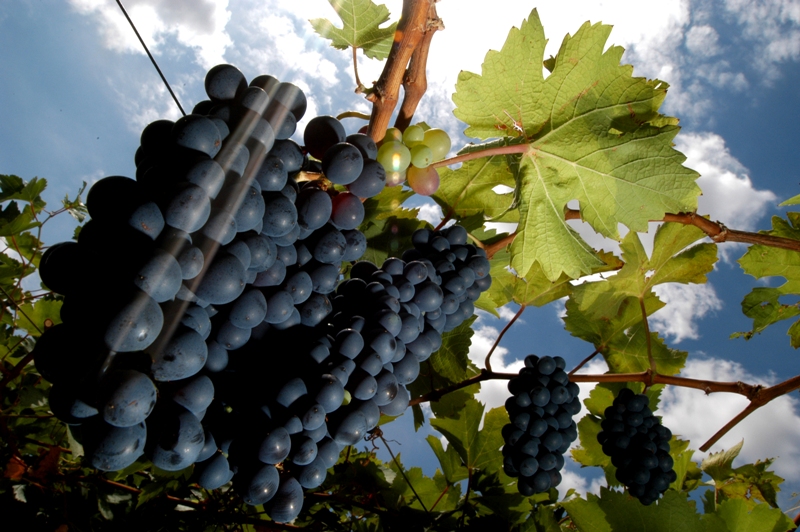 Anuario da Uva e do Vinho 2005