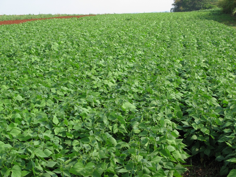 0-Feijao IPR Celeiro-IAPAR