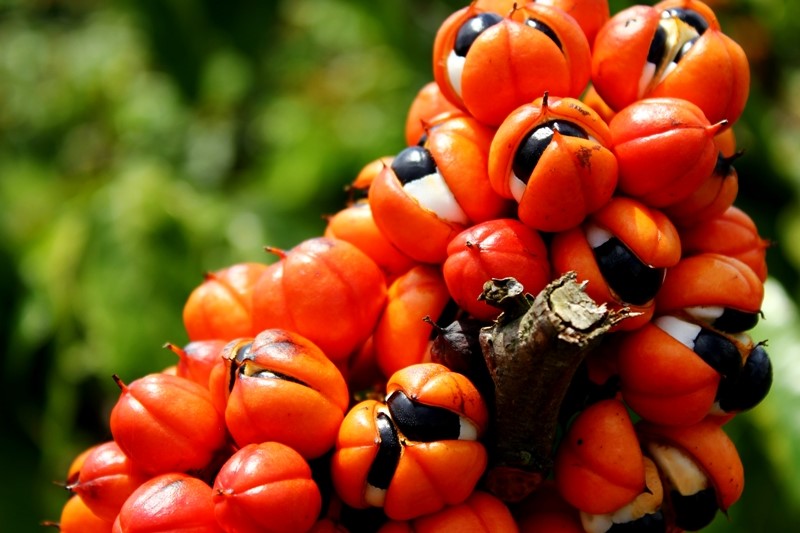 0-Guarana-Felipe Rosa-Embrapa Amazonia Ocidental