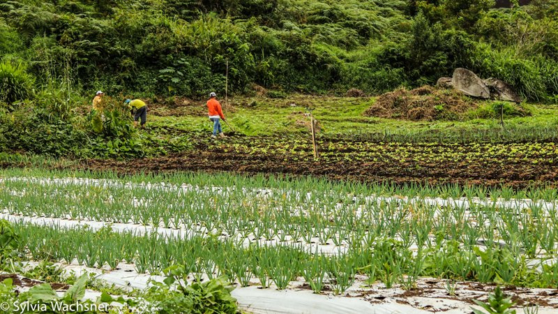 0-Horta organica-Manaca Organicos-Foto Sylvia Wachsner