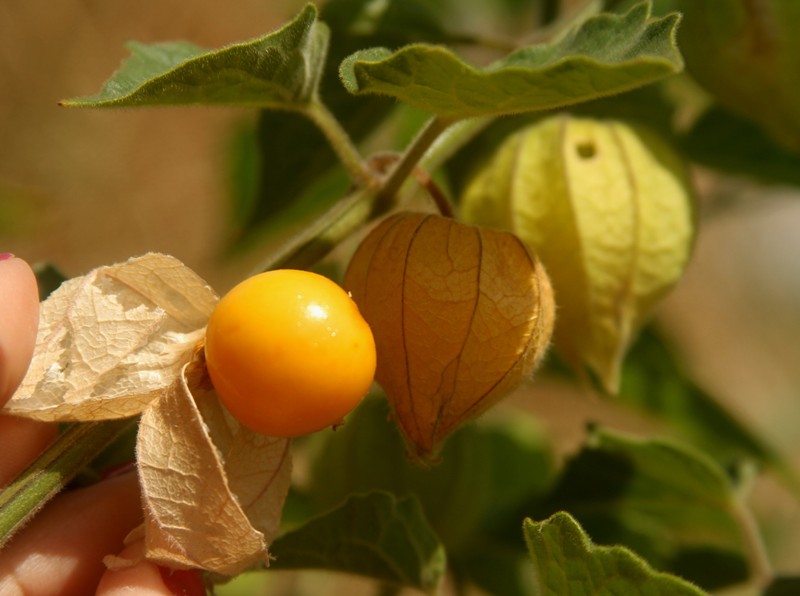 0-IMG_3288-Physalis-Embrapa Hortalica