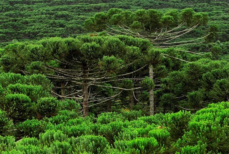 0-floresta_araucaria_luiz_costa