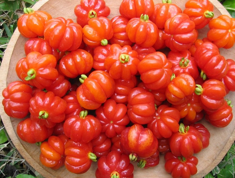 0-pitanga-www.bioversityinternational.org