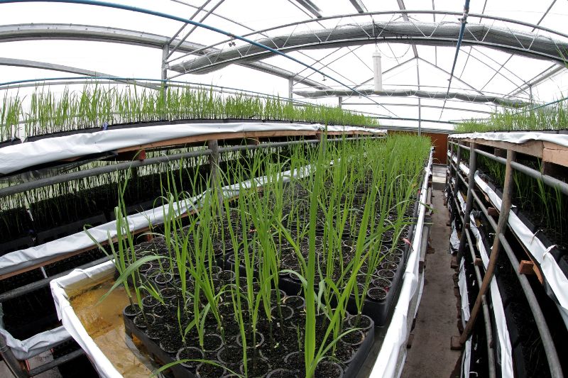 1 – FOTO 01-selecao precoce de cana-de-açúcar para seca- Foto Paulo Lanzetta_Divulgacao Embraoa