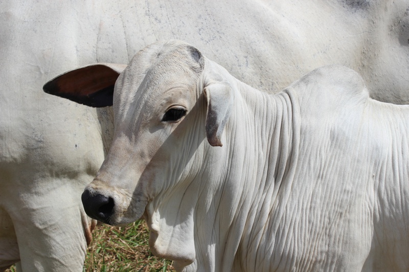 1-Leal, Luiz Antonio Dias-Embrapa Gado de Corte