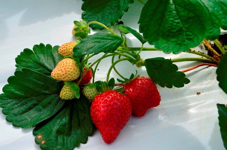 1-Morango-plantio sob lona-Ivan Marinovic Brscan-Embrapa Tab Cost