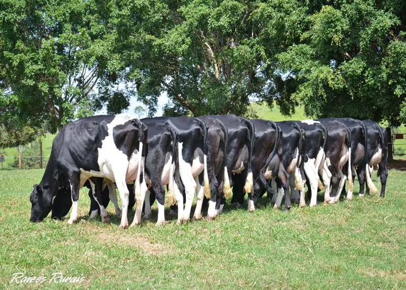 1-lucio_fazenda_do_Riacho_3-Girolando-Larissa Vieira