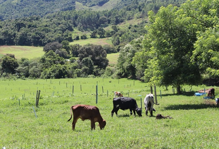1-propriedade Nata da Serra-Ricardo