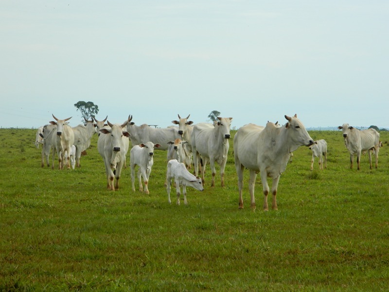3-Foto Kadijah Suleiman_Embrapa Gado de Corte-1