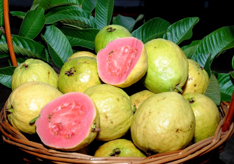 3-Goiaba in natura-Paulo Lanzetta-Embrapa Clima Temperado –