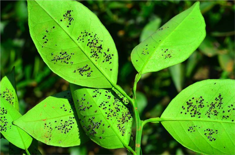 5-Mosca-negra-paraiba.pb.gov.br 2