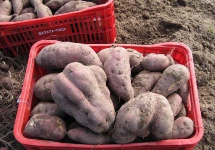 Batata doce Fepagro Viola