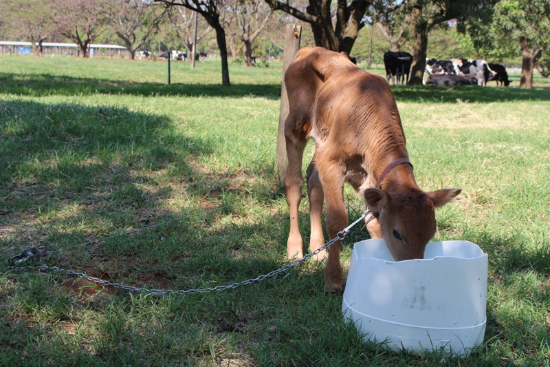 Bezerro-Embrapa Pec Sudeste