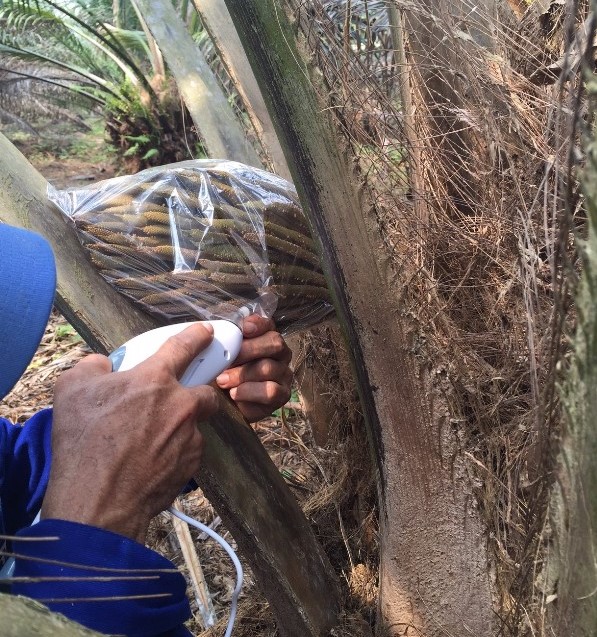 PANOR-dende-guilherme