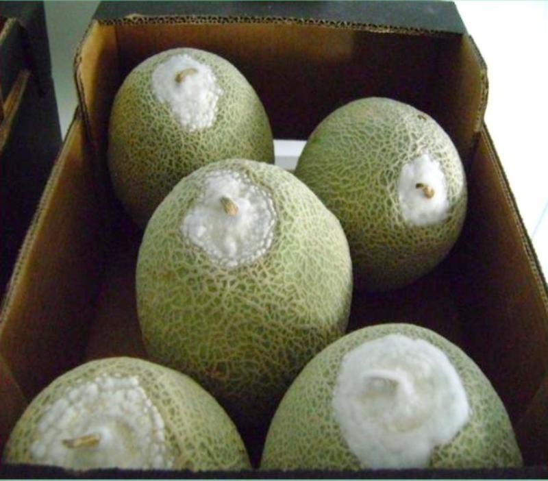 Podridao melao-Claudio Noroes