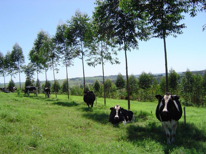 Sist AgrosilvipastorilPORFÍRIO-DA-SILVA Vanderley-Embrapa Florestas