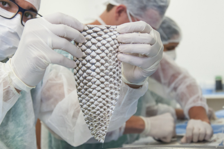 ft_190424_tilapia_gr (1)