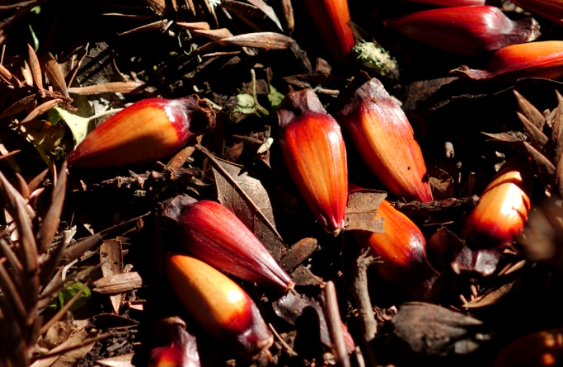 imagem_release_661351