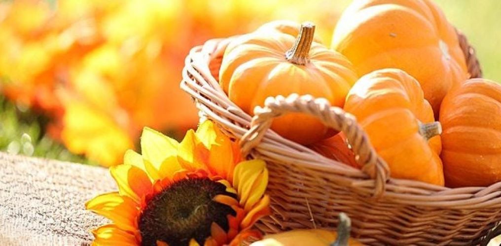 0-Abre-Mini abobora-Isla Sementes