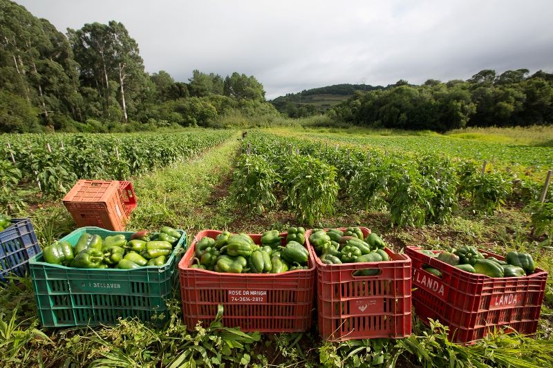0-Alimentos jogados fora_Credito Albino Oliveira, MDA