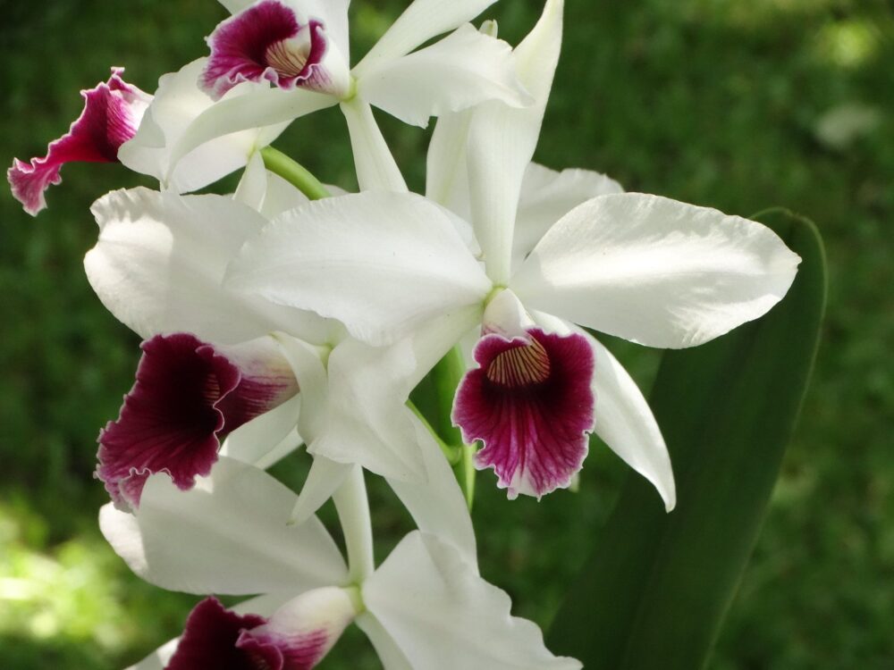 0 – FOTO ABRE – ESCOLHER UMA – 9269b86ac47e701d2de21d3960f643b1